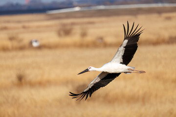 飛翔する美しく大きなコウノトリ（コウノトリ科）
英名学名：Oriental White Stork (Ciconia boyciana, family comprising storks)
栃木県栃木市渡良瀬遊水地-2025
