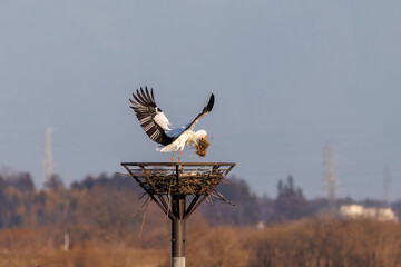 巣材を集めている。
飛翔する美しく大きなコウノトリ（コウノトリ科）
英名学名：Oriental White Stork (Ciconia boyciana, family comprising storks)
栃木県栃木市渡良瀬遊水地-2025
