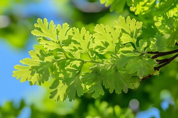Obraz premium Close-up of vibrant green fern leaves against a clear blue sky, showcasing nature's beauty and detail