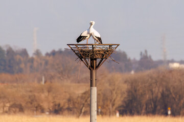 交尾する美しく大きなコウノトリ（コウノトリ科）のペア。
英名学名：White Stork (Ciconia boyciana, family comprising storks) 
栃木県栃木市渡良瀬遊水地-2025
