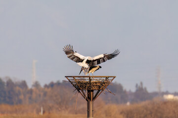交尾する美しく大きなコウノトリ（コウノトリ科）のペア。
英名学名：White Stork (Ciconia boyciana, family comprising storks) 
栃木県栃木市渡良瀬遊水地-2025
