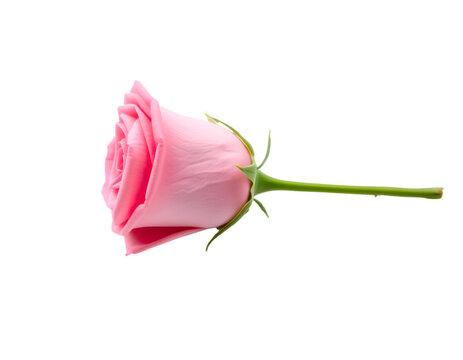 Pink rose flower isolated on transparent background