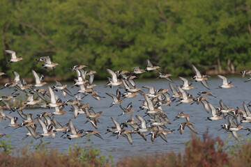A flock of black-tailed godwits is flying in the mangrove forest.