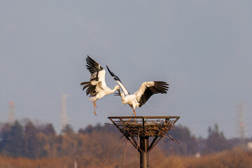交尾する美しく大きなコウノトリ（コウノトリ科）のペア。
英名学名：White Stork (Ciconia boyciana, family comprising storks) 
栃木県栃木市渡良瀬遊水地-2025

