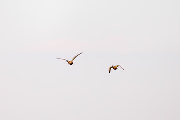 飛翔する美しいマガモ（カモ科）他の群れ
英名学名：Mallard (Anas platyrhynchos) 
栃木県栃木市渡良瀬遊水地-2025
