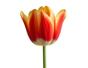 Tulip flower isolated on transparent background