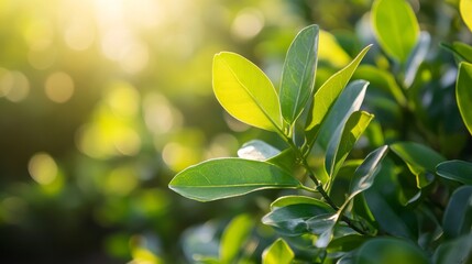 Obraz premium Close-up view of vibrant green leaves catching the golden sunlight, casting intricate shadows and enveloped in a soft, serene bokeh background