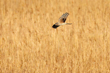 夕方飛翔してねぐら入りする美しいハイイロチュウヒ（タカ科）
英名学名：orthern harrier (Circus cyaneus, family comprising hawks) 
栃木県栃木市渡良瀬遊水地-2025
