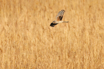 夕方飛翔してねぐら入りする美しいハイイロチュウヒ（タカ科）
英名学名：orthern harrier (Circus cyaneus, family comprising hawks) 
栃木県栃木市渡良瀬遊水地-2025
