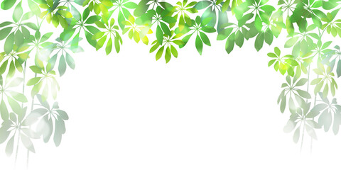 Fototapeta premium 新緑 観葉植物 葉 背景