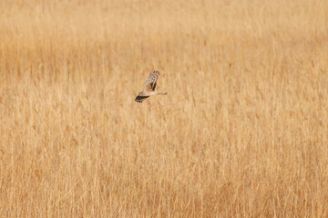 夕方飛翔してねぐら入りする美しいハイイロチュウヒ（タカ科）
英名学名：orthern harrier (Circus cyaneus, family comprising hawks) 
栃木県栃木市渡良瀬遊水地-2025
