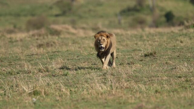 A male lion is walking and running in Masai Mara National Park in Kenya.