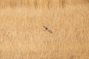 夕方飛翔してねぐら入りする美しいハイイロチュウヒ（タカ科）
英名学名：orthern harrier (Circus cyaneus, family comprising hawks) 
栃木県栃木市渡良瀬遊水地-2025
