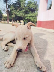 This image showcases a captivating illustration set in a dynamic environment, blending artistic creativity with natural or urban elements. The composition features intricate details, vibrant colors, a