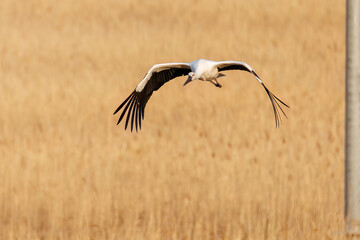 飛翔する美しく大きなコウノトリ（コウノトリ科）
英名学名：Oriental White Stork (Ciconia boyciana, family comprising storks)
栃木県栃木市渡良瀬遊水地-2025
