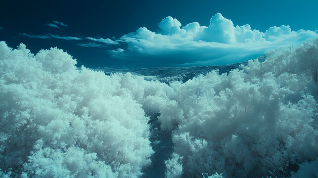 infrared landscape featuring a dense forest with glowing white foliage and a deep blue sky 