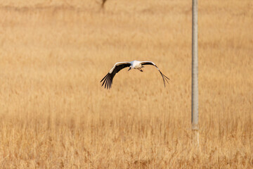 飛翔する美しく大きなコウノトリ（コウノトリ科）
英名学名：Oriental White Stork (Ciconia boyciana, family comprising storks)
栃木県栃木市渡良瀬遊水地-2025
