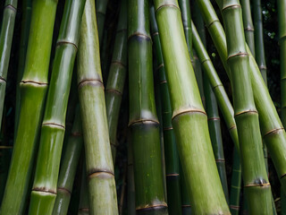 Bamboo Fiber Close-Up with Green Hue: A close-up view of bamboo fibers, with subtle green hues reflecting their sustainable nature.