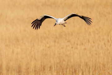 飛翔する美しく大きなコウノトリ（コウノトリ科）
英名学名：Oriental White Stork (Ciconia boyciana, family comprising storks)
栃木県栃木市渡良瀬遊水地-2025

