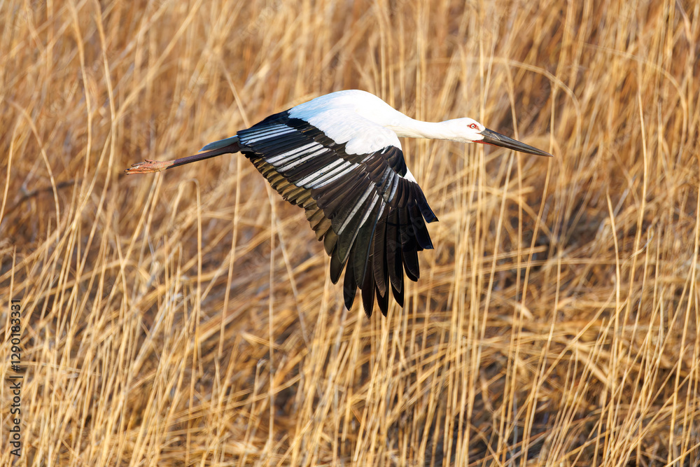 Canvas Prints 飛翔する美しく大きなコウノトリ（コウノトリ科）
英名学名：Oriental White Stork (Ciconia boyciana, family comprising storks)
栃木県栃木市渡良瀬遊水地-2025
