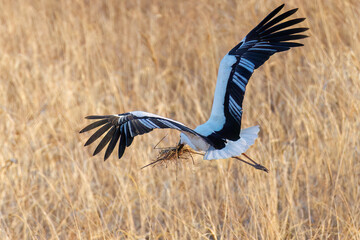 巣材を集めている。
飛翔する美しく大きなコウノトリ（コウノトリ科）
英名学名：Oriental White Stork (Ciconia boyciana, family comprising storks)
栃木県栃木市渡良瀬遊水地-2025
