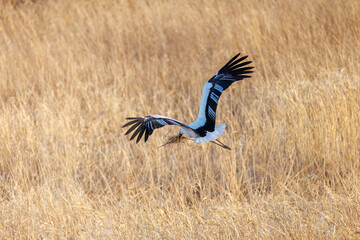 巣材を集めている。
飛翔する美しく大きなコウノトリ（コウノトリ科）
英名学名：Oriental White Stork (Ciconia boyciana, family comprising storks)
栃木県栃木市渡良瀬遊水地-2025
