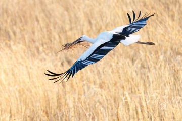 巣材を集めている。
飛翔する美しく大きなコウノトリ（コウノトリ科）
英名学名：Oriental White Stork (Ciconia boyciana, family comprising storks)
栃木県栃木市渡良瀬遊水地-2025
