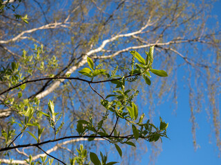 bird cherry branch with buds