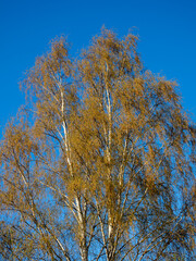 Fototapeta premium delicate birch foliage against the sky