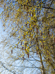 birch foliage in spring day against the sky