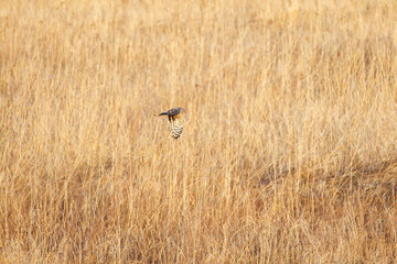 夕方飛翔してねぐら入りする美しいハイイロチュウヒ（タカ科）
英名学名：orthern harrier (Circus cyaneus, family comprising hawks) 
栃木県栃木市渡良瀬遊水地-2025

