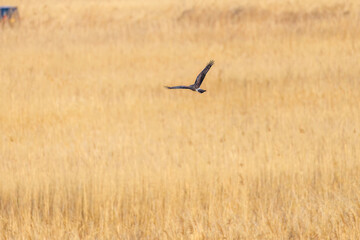 夕方飛翔してねぐら入りする美しいハイイロチュウヒ（タカ科）
英名学名：orthern harrier (Circus cyaneus, family comprising hawks) 
栃木県栃木市渡良瀬遊水地-2025
