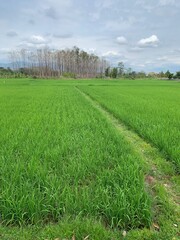 green field and blue sky