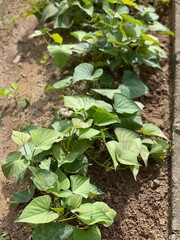 Fresh sweet potato leaves growing in a home garden. A common leafy vegetable in tropical and subtropical regions, known for its nutritional benefits.