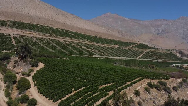 Vista a&eacute;rea drone 4k cultivo de paltos en Chile 