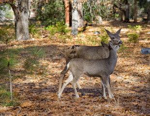 Mother and baby deer in Yosemite National Park in California
