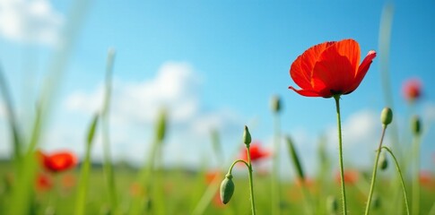 Obraz premium A delicate poppy grows amidst tall grasses in an English meadow against a bright blue sky, flowers, england