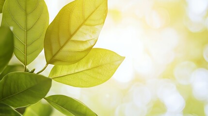 Closeup of Vibrant Green Leaves in Sunlight