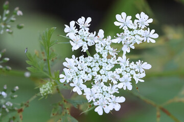 Aethusa cynapium, commonly known as fool's parsley, fool's cicely or poison parsley, deadly poisonous plant from Finland