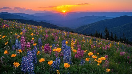 Fototapeta premium Mountain Meadow Sunset Bloom