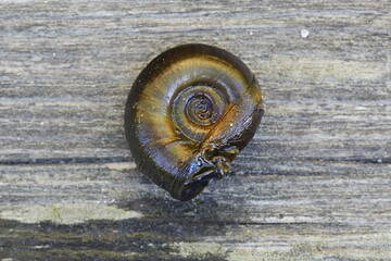 Great ramshorn snail, Planorbarius corneus