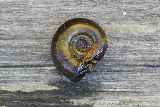 Great ramshorn snail, Planorbarius corneus
