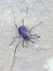 Mitopus morio, a harvestman species, also called harvesters, harvest spiders, or daddy longlegs