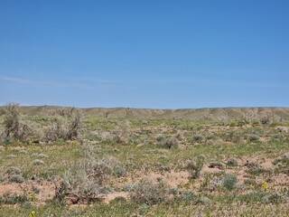 Amazing landscape of nature. Desert in spring.
