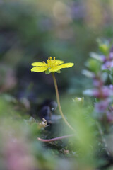 Creeping Cinquefoil, Potentilla reptans, also known as Creeping tormentil or European cinquefoil, wild flowering plant from Finland
