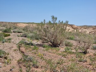 Beautiful landscape of nature. Desert vegetation.
