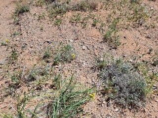 Beautiful landscape of nature. Desert relief.
