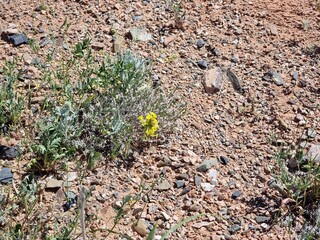 yellow flowers growing in the ground
