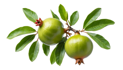 Green pomegranate branch