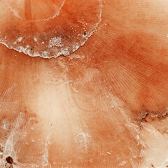 Fototapeta premium Abstract texture of marine clam shell, natural patterns and warm pink coral color organic textured background. Natural details and color gradient, natural aesthetic and organicity, minimal nature